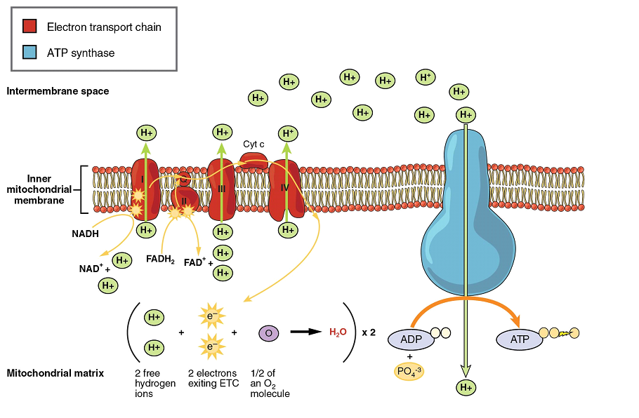 Cellular Respiration ETC Diagram.png